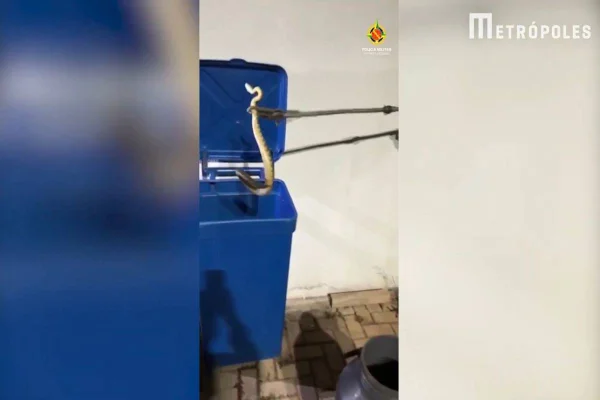 Cobra retirada de lata azul