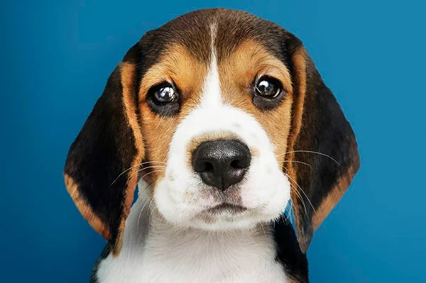 Confira quais são as principais doenças dos cães da raça beagle