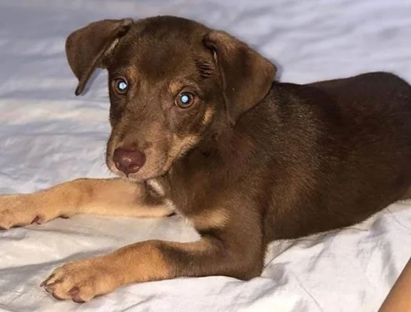 cachorro colombiano que fugiu