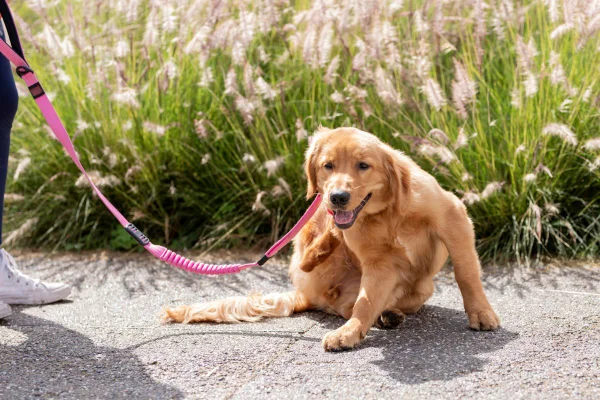 cachorro caramelo se coçando