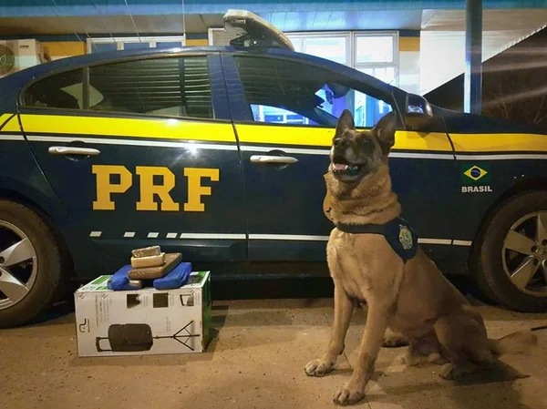 Cão-policial Aruak, da PRF, encontra drogas em ônibus de viagem