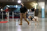 Cães são usados para fazer segurança no Congresso Nacional Cães são usados para fazer segurança no Congresso Nacional
