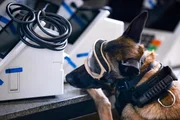 Cães farejadores da PMDF vistoriam urnas eletrônicas a 5 dias do 2° turno - imagem 2
