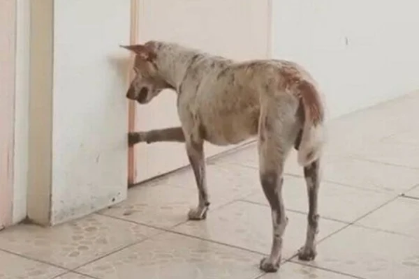 Cachorro comove web ao ir a universidade atrás de professor que morreu