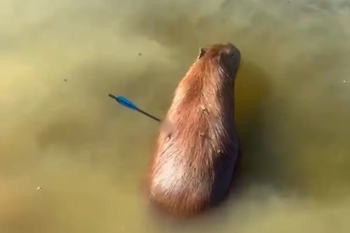 Capivara é atingida por flecha e morre após ser resgatada em represa - imagem 2 Capivara é atingida por flecha e morre após ser resgatada em represa - imagem 2