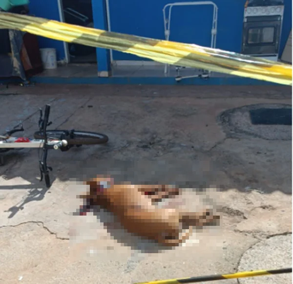 cão morto