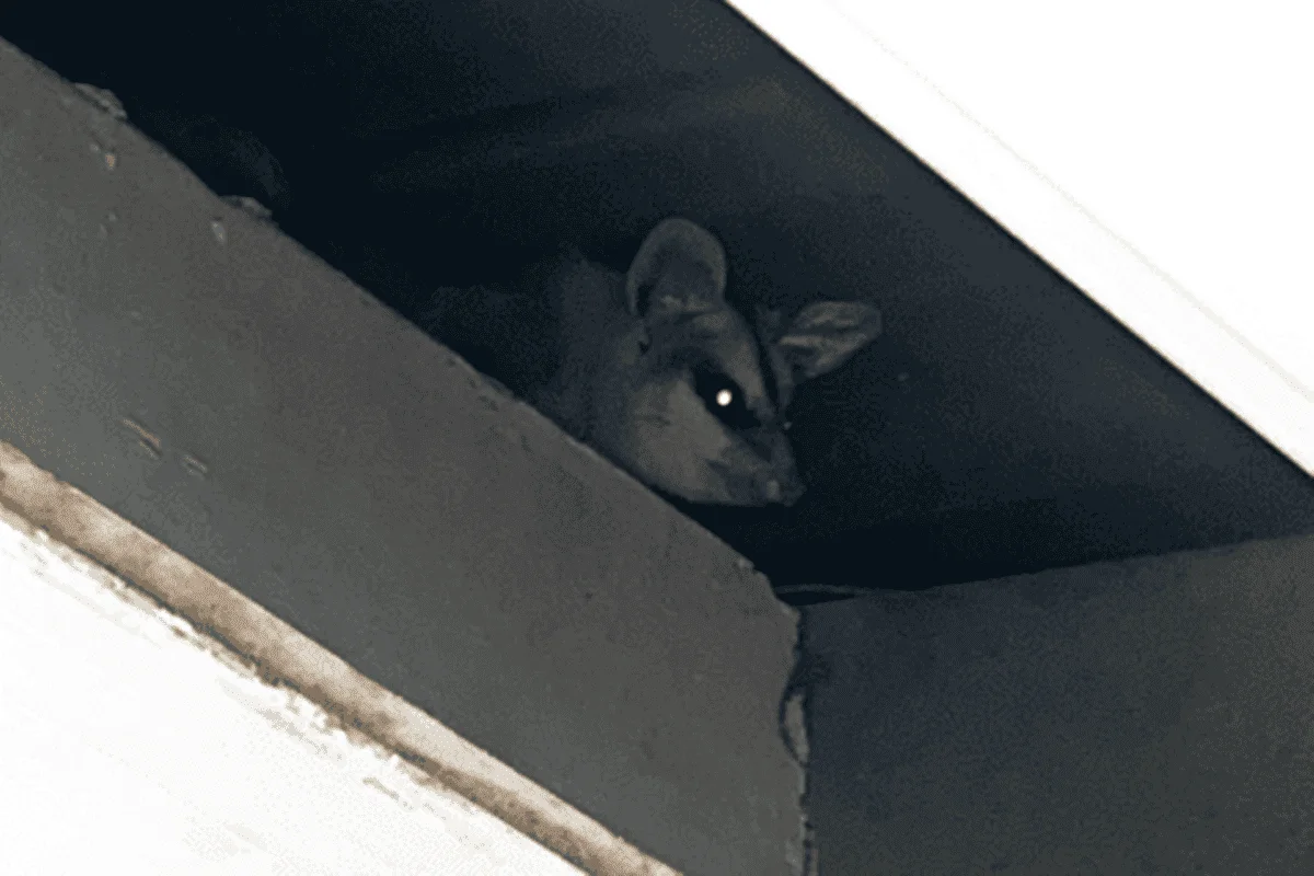 Outros animais já tinham sido encontrados no forro da unidade Outros animais já tinham sido encontrados no forro da unidade
