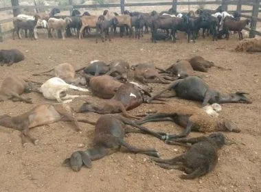 BA: criadores de ovelhas e cabras cobram ações contra ataques de cães