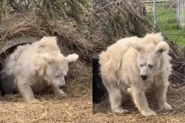Urso descabelado saindo da hibernação diverte a web: “Me identifico”