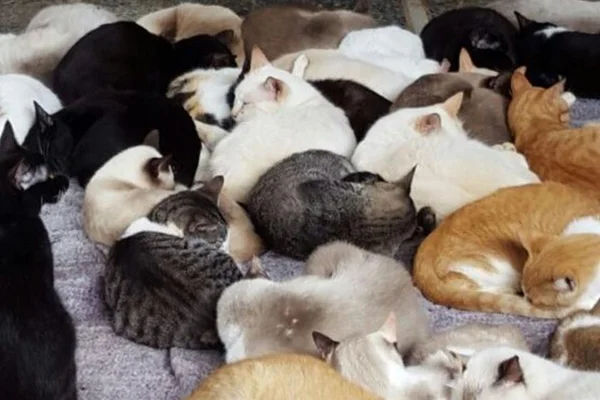 Mulher abandona sete gatos em clínica veterinária na Asa Norte