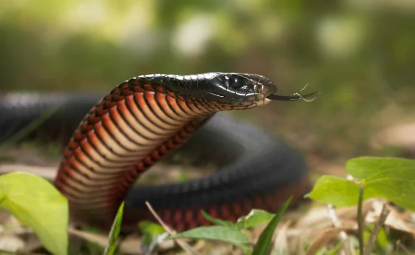 Jovem fica traumatizado ao encontrar cobra em vaso sanitário