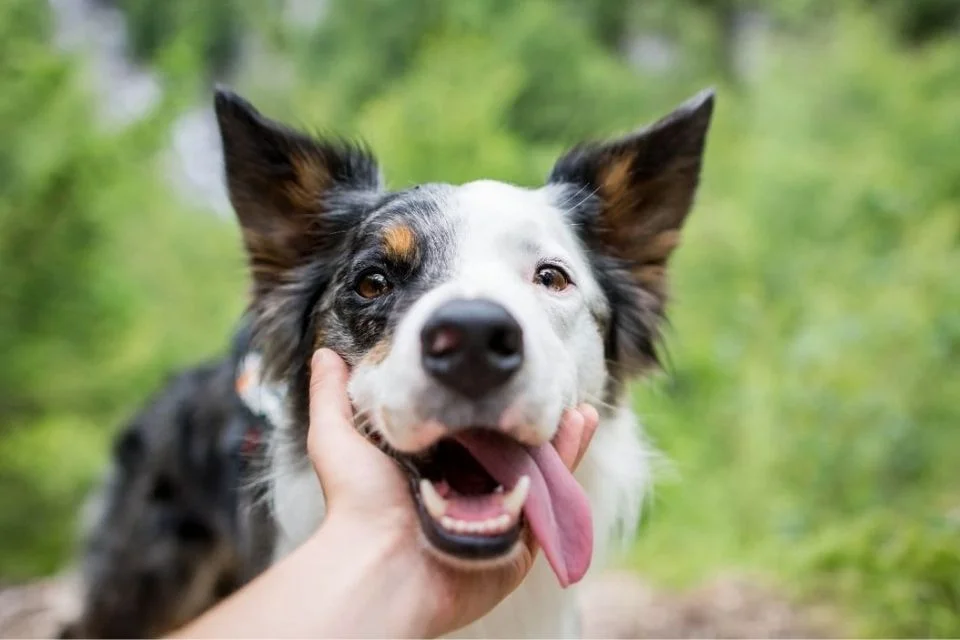 Ele é um border collie Ele é um border collie