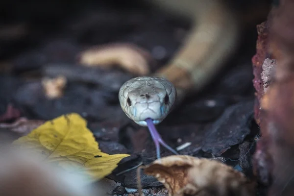 naja zoológico de Brasília