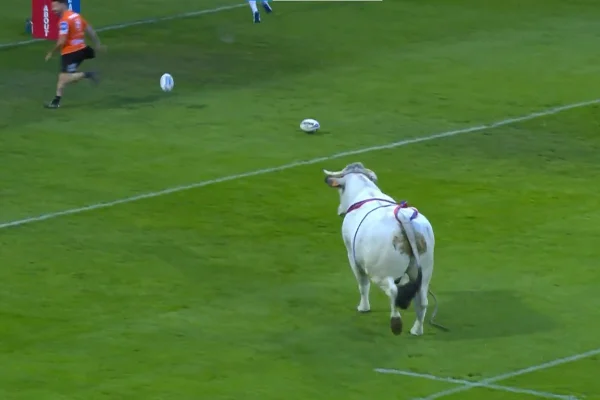 Vídeo: touro invade campo de rugby, arrasta homem e assusta jogadores
