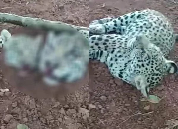 Juiz manda soltar suspeito de matar e decapitar onças em Mato Grosso