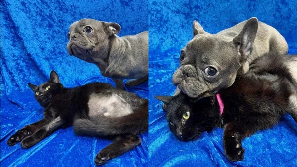 Ambas com 3 patas, pets viram melhores amigas e são adotadas juntas
