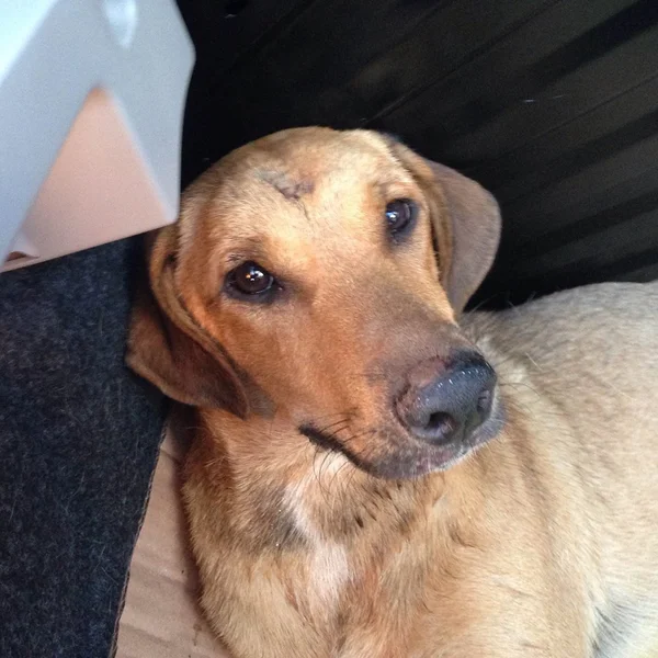 Ajude a Dida. Protetoras de animais fazem vaquinha para salvar cadela atropelada