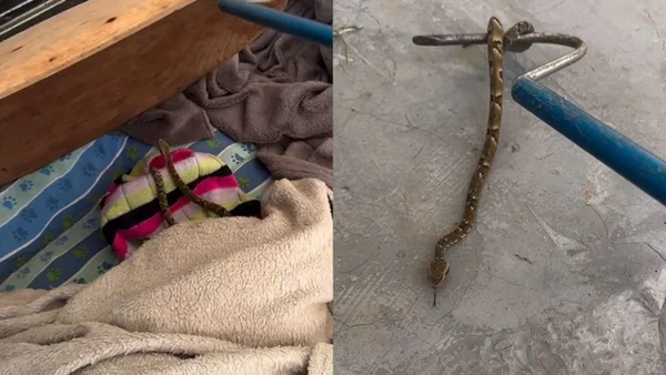 Cobra venenosa encontrada em SC