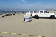 Baleia-jubarte encalhada em praia de Itanhaém