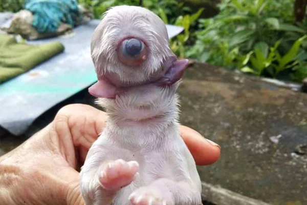Cachorro ciclope