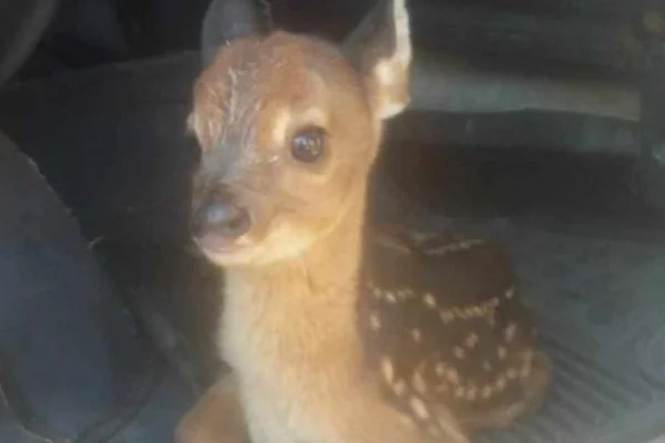 Veado é resgatado no Tocantins