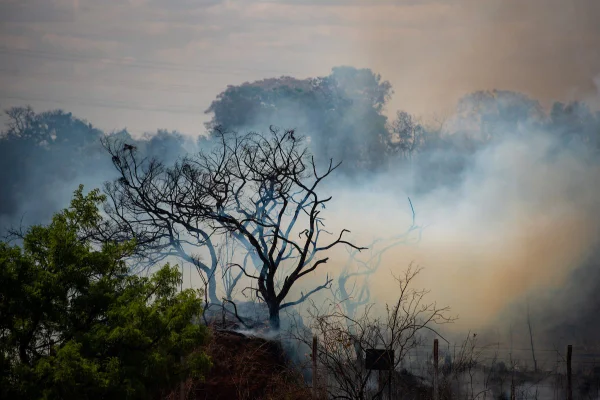 Cerca de 90% dos incêndios florestais poderiam ser evitados