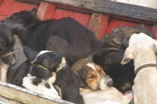 Homem é autuado em R$ 4,5 mil por matar três cachorros em MS