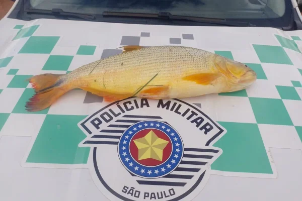Homem abandonou dourado de 7kg em canavial de Adamantina ao fugir da Polícia Ambiental - Metrópoles