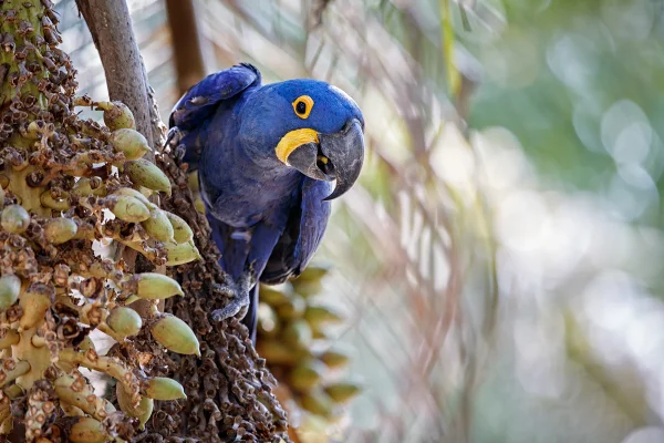 Arara azul em uma palmeira-Metrópoles