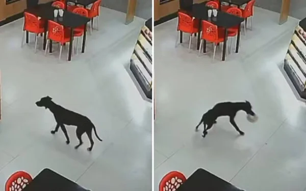 imagem colorida cachorro rouba bolo goias