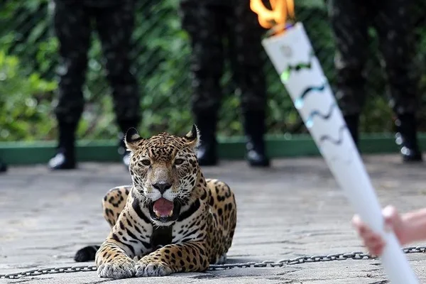 Exército é multado em R$ 40 mil por morte de onça em Manaus