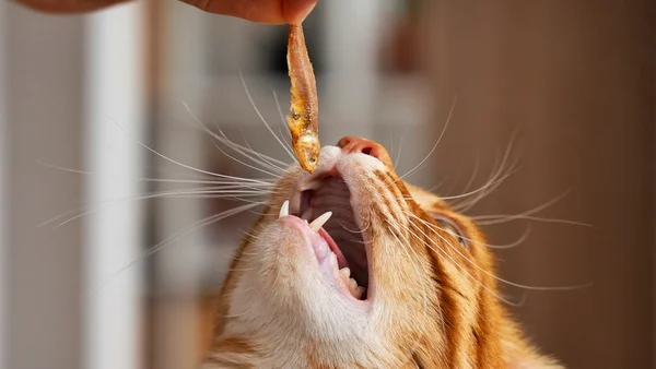 Foto colorida de gato com boca aberta prestes a receber peixe