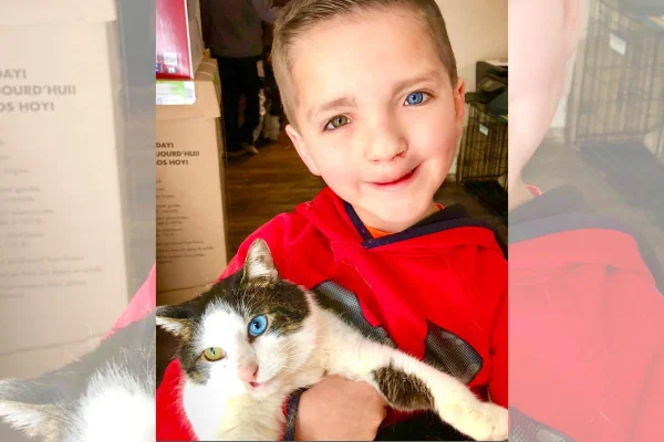 Almas gêmeas: garoto com heterocromia adota gato com a mesma condição