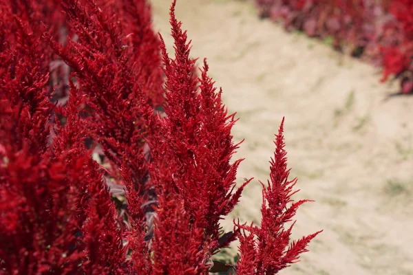 Foto colorida de uma planta vermelha - Metrópoles