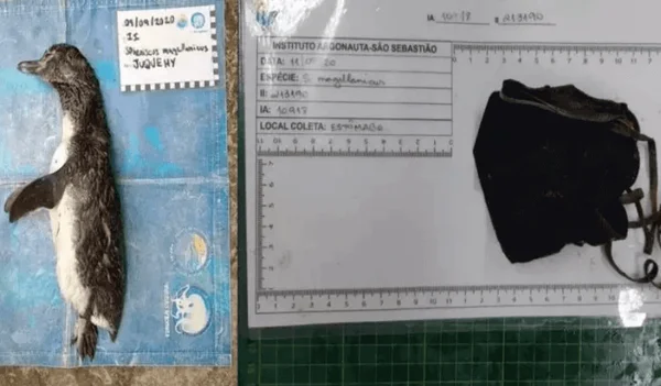 Pinguim é encontrado morto após engolir máscara usada contra Covid-19
