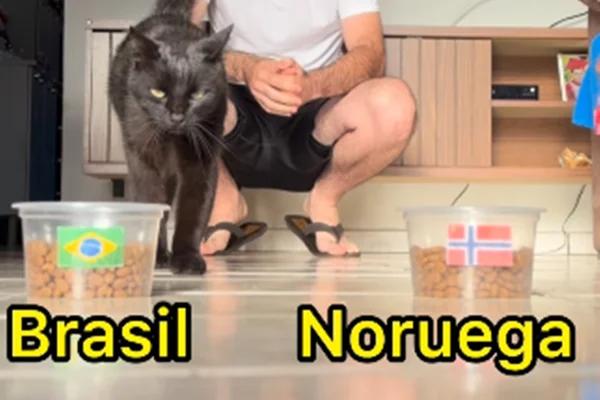 Gato vidente que acertou resultados da Copa faz previsão para Brasil x Noruega - destaque galeria