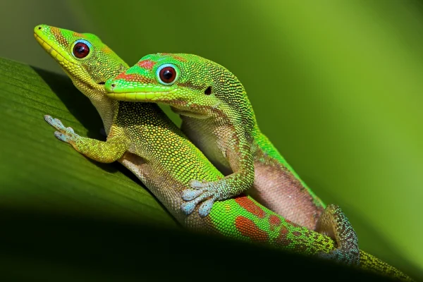 Foto colorida de lagasrtos verdes, um emcima do outro, indicando reprodução - Metrópoles.