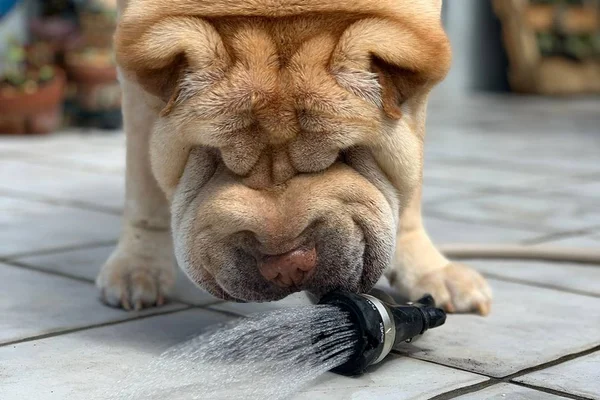 Soro caseiro para cachorro: como fazer e quando oferecer ao pet