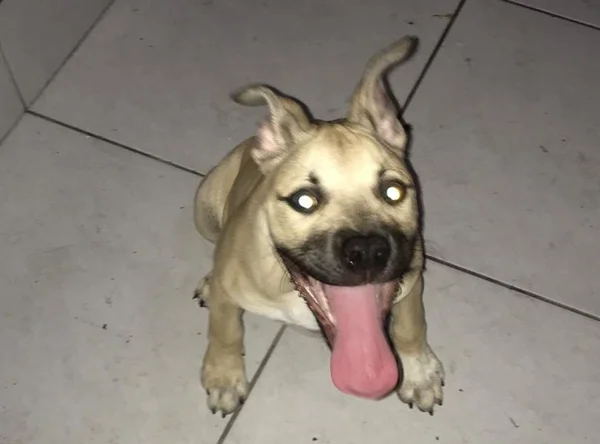 Filhote de pitbull é roubada em Manaus e dono pede ajuda para encontrá-la