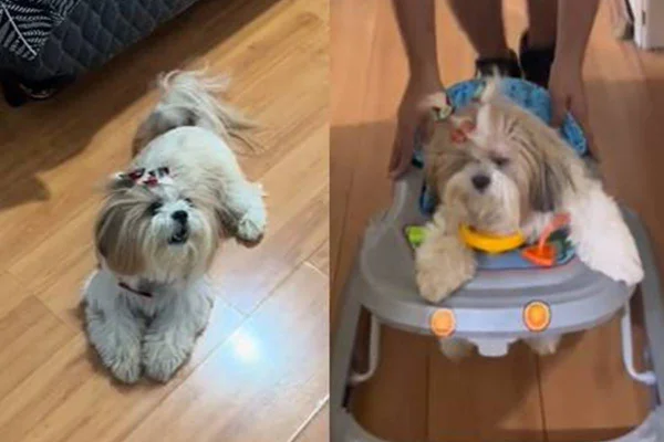 Montagem com dois frames coloridos de um vídeo em que uma cadela shih-tzu está dentro de um andador de bebê - Metrópoles