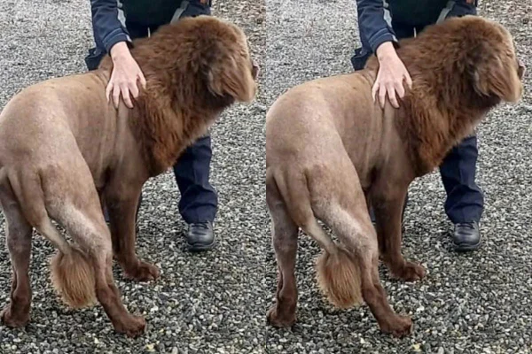 suposto leão é visto na irlanda em floresta