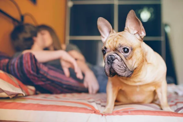Casal fazendo sexo com pet na cama - Metrópoles