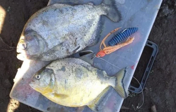 Risco de ataque de piranhas interdita lago em SC