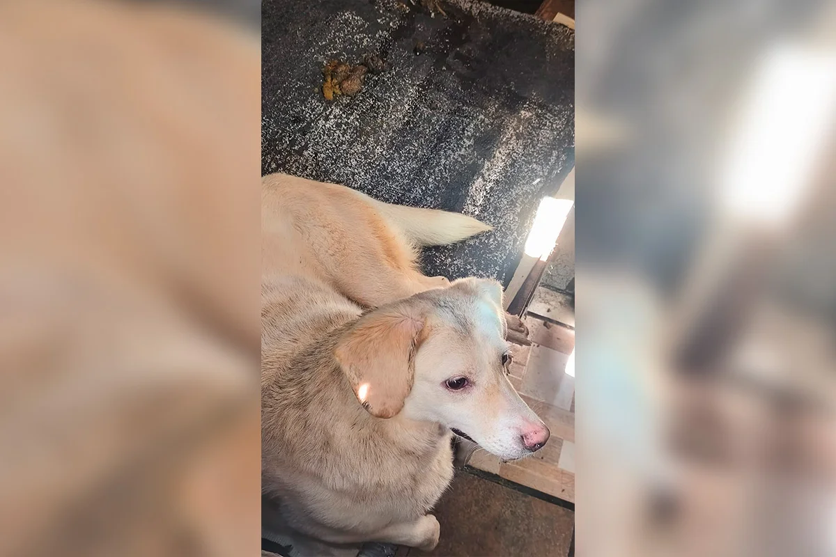 Fotos dos cachorros no momento do resgate do cativeiro