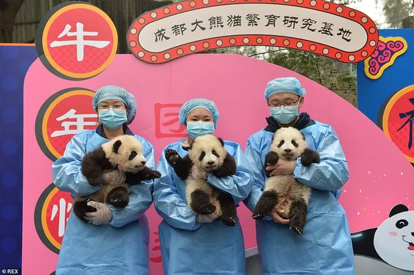 Pandas