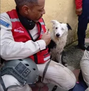 Cachorro foi resgatado de maus-tratos e se tornou resgatista