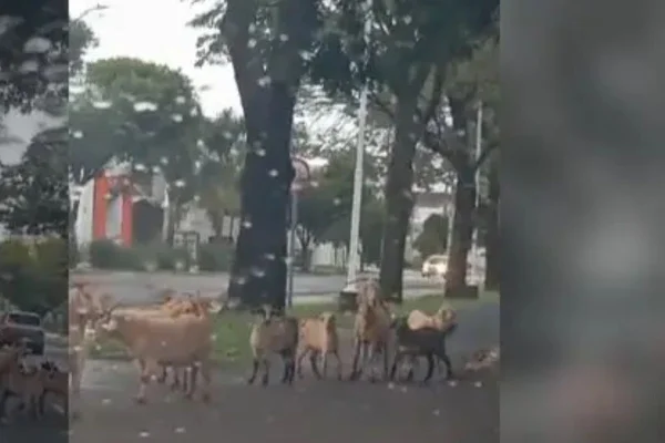 Imagem colorida, cabritos são flagrados passeando em avenida de Maringá- Metrópoles