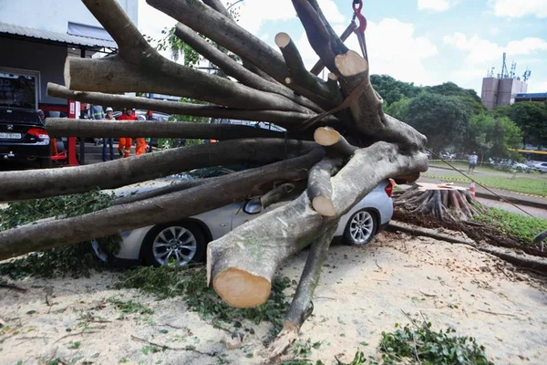 BMW destruída por árvore