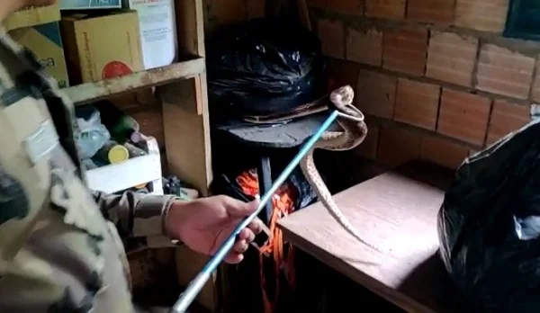 PMDF resgata cobra que se escondeu por quatro dias em casa