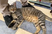 Um dos gatos mortos por Pablo Stuart Carvalho